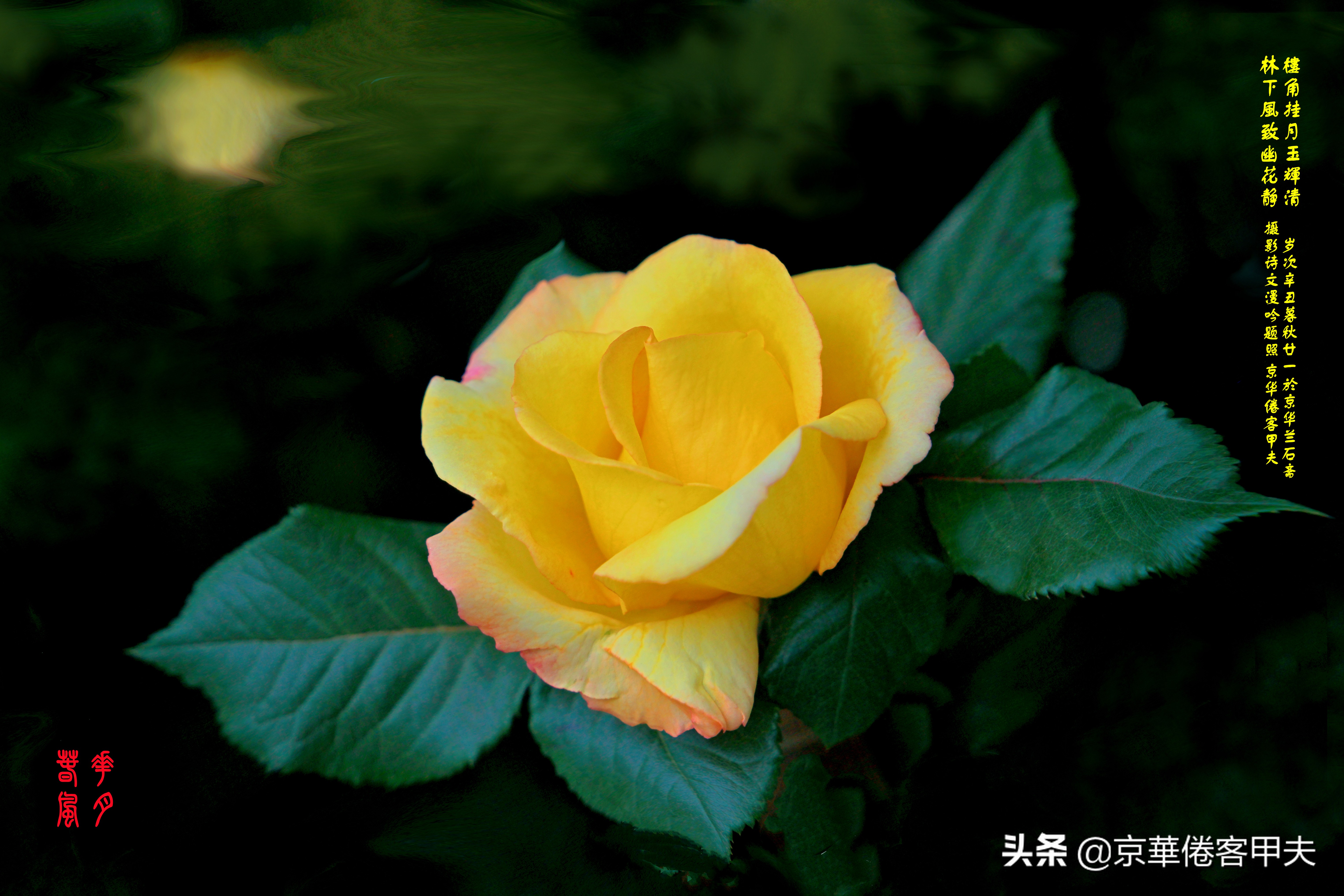 甲夫原创/友情鳞鸿：林下风致景色幽，冰肌玉骨清颜媚