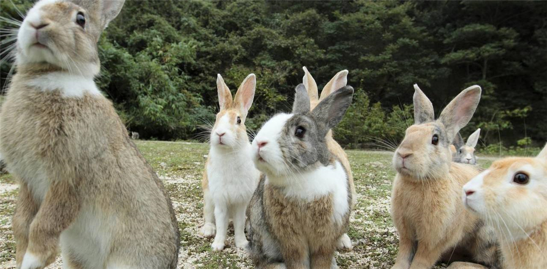 为了扑杀野兔,澳洲人真的尽力了