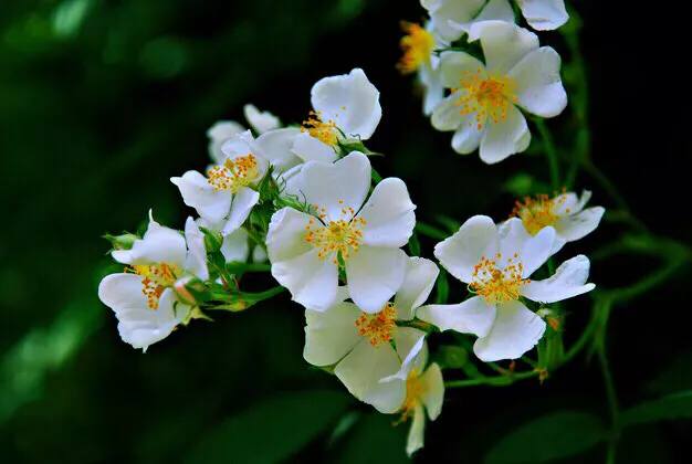 荼蘼～一年春事到荼蘼,三春过后浓芳少