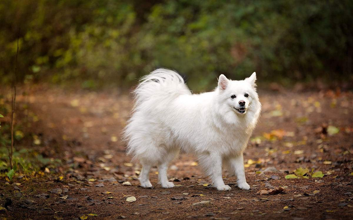 世界名犬品种大全（最全狗狗品种科普及简要介绍）