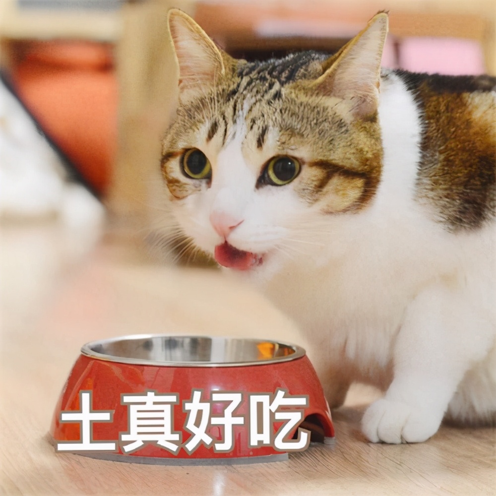 怎样挑选一款好猫粮？猫咪吃什么牌子的猫粮好？