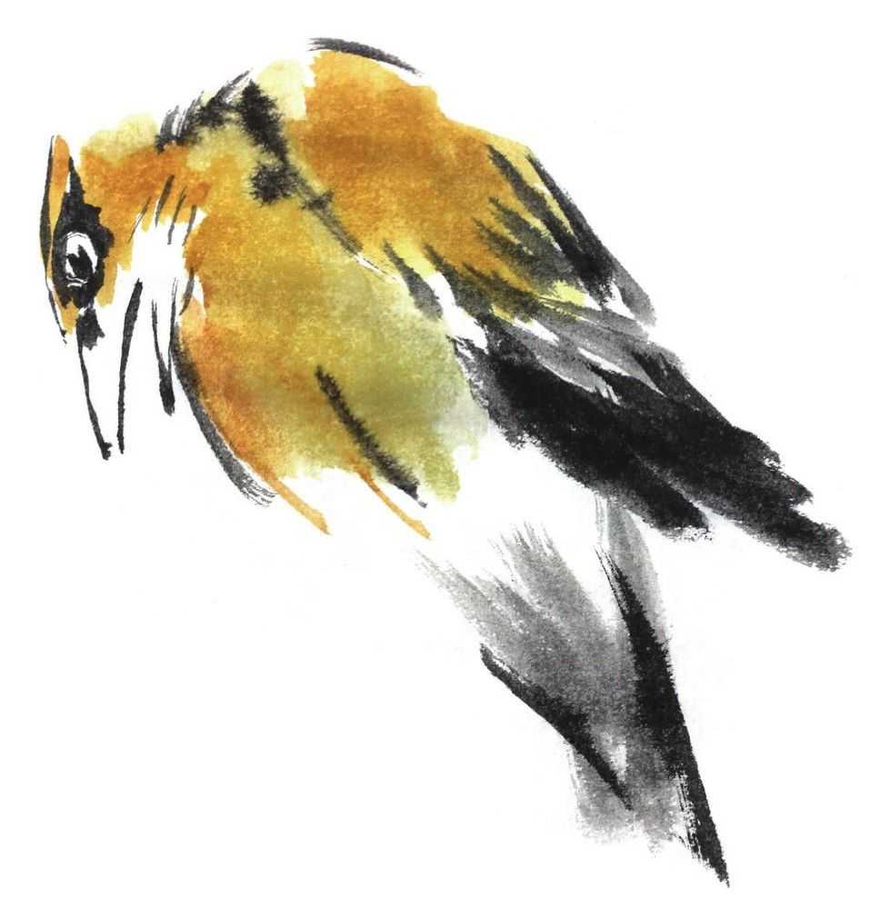 黄鹂又称黄莺,黄鸟,大小和八哥相同,性情活泼,鸣声悦人且成对生活.