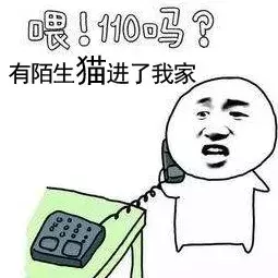 梦到猫,应该如何解梦?