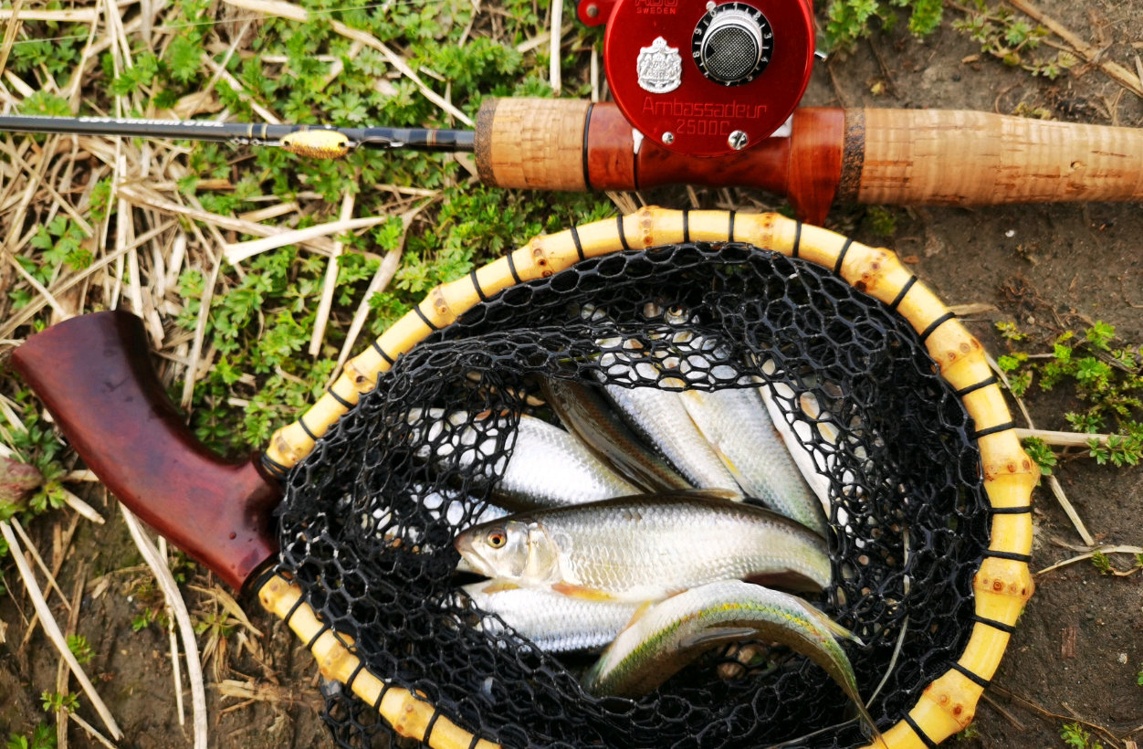 北京周边溪流里的马口鱼,曾被当作"害虫"消灭,如今成了稀罕物