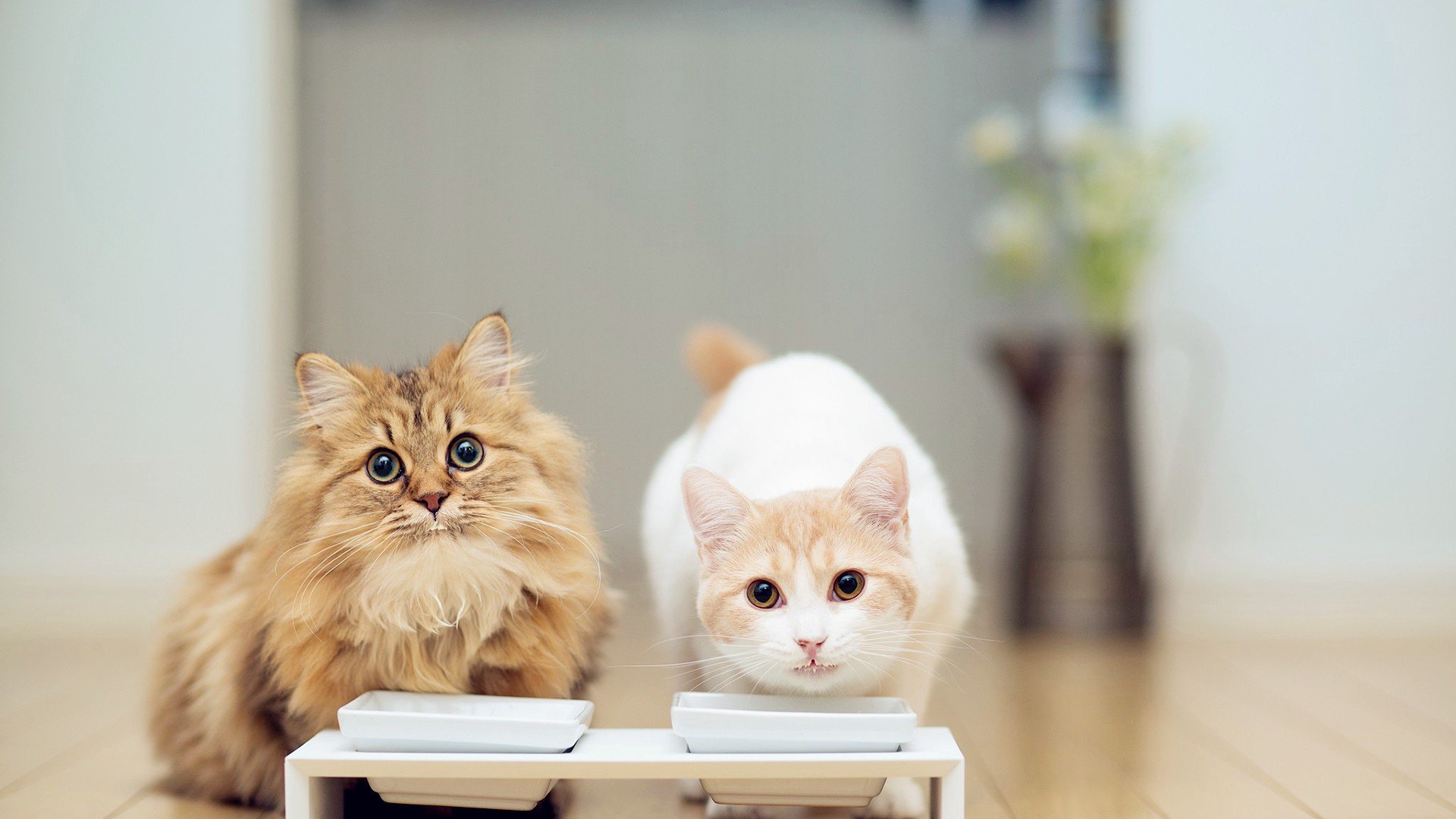 猫粮推荐什么牌子比较好？