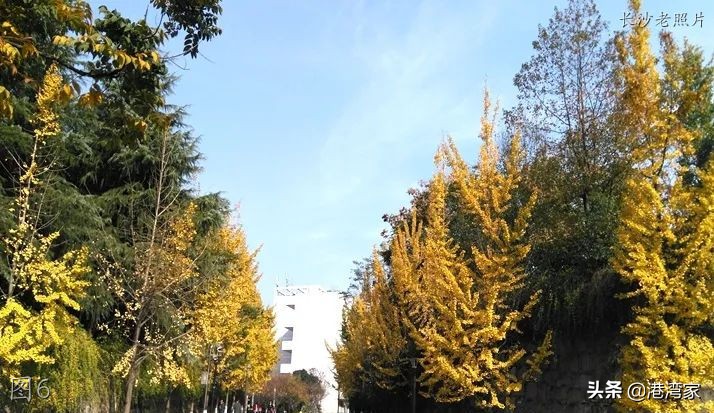 中南林学院老照片：校舍，旧图书馆，忆同学少年，风华正茂