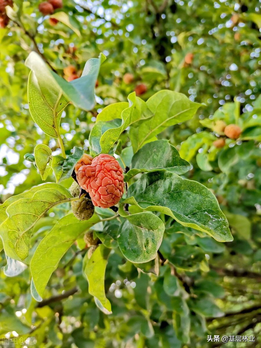 有"帝王木"之称的柘木,寸木寸金,为什么大家都不敢种植?