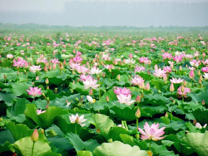 年年弹指老，刹那芳华