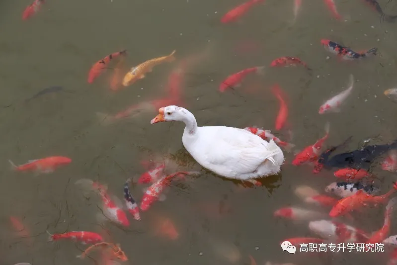 河南机电职业学院