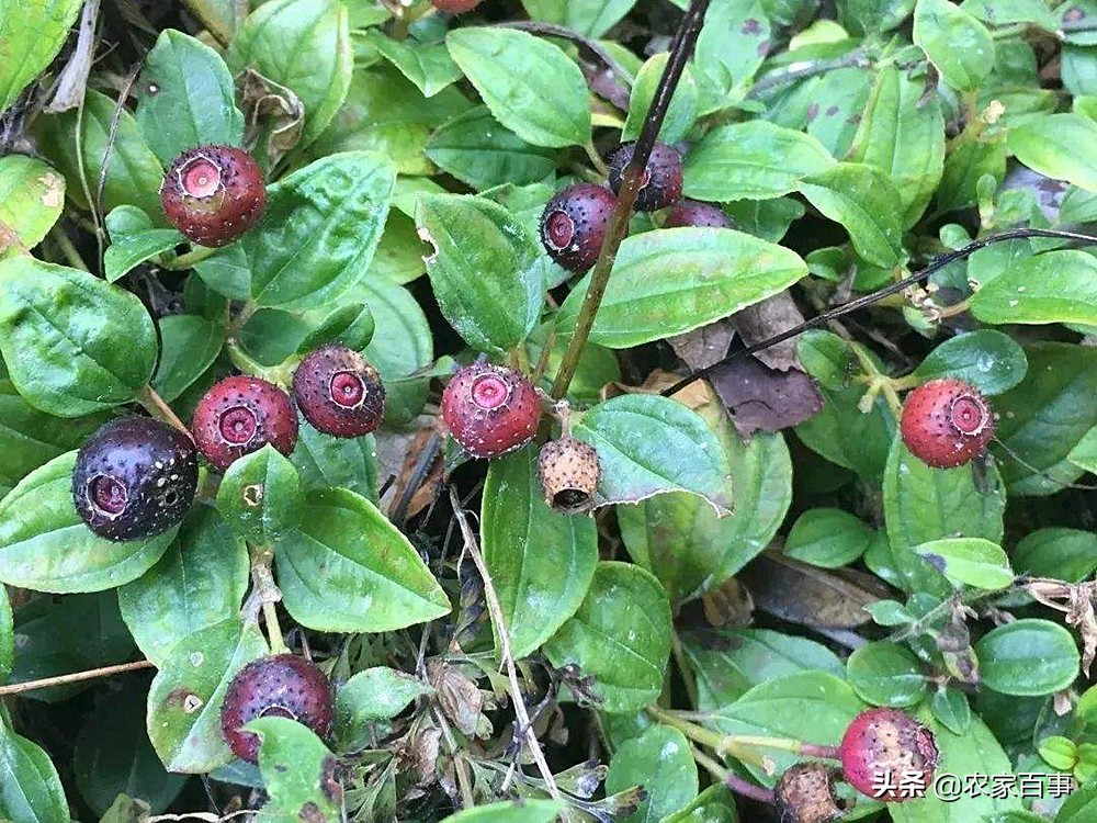 地菍的功效与作用(农村一种野草) - 行就行