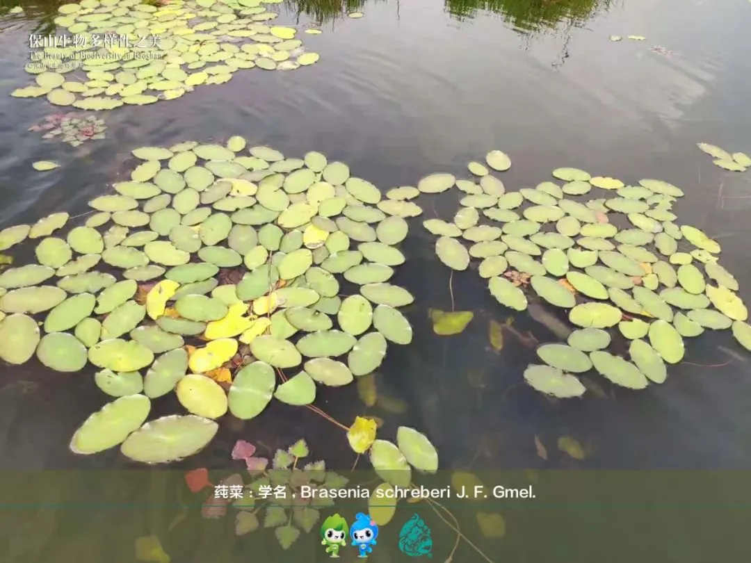惊艳!生物多样的保山,美到你无法想象