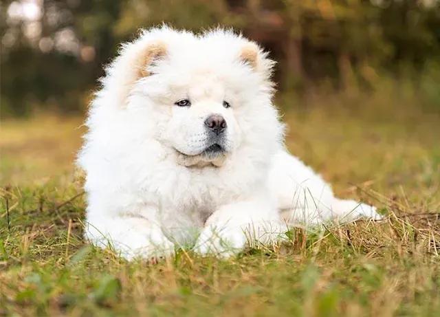 中国最古老，最罕见的12个狗品种