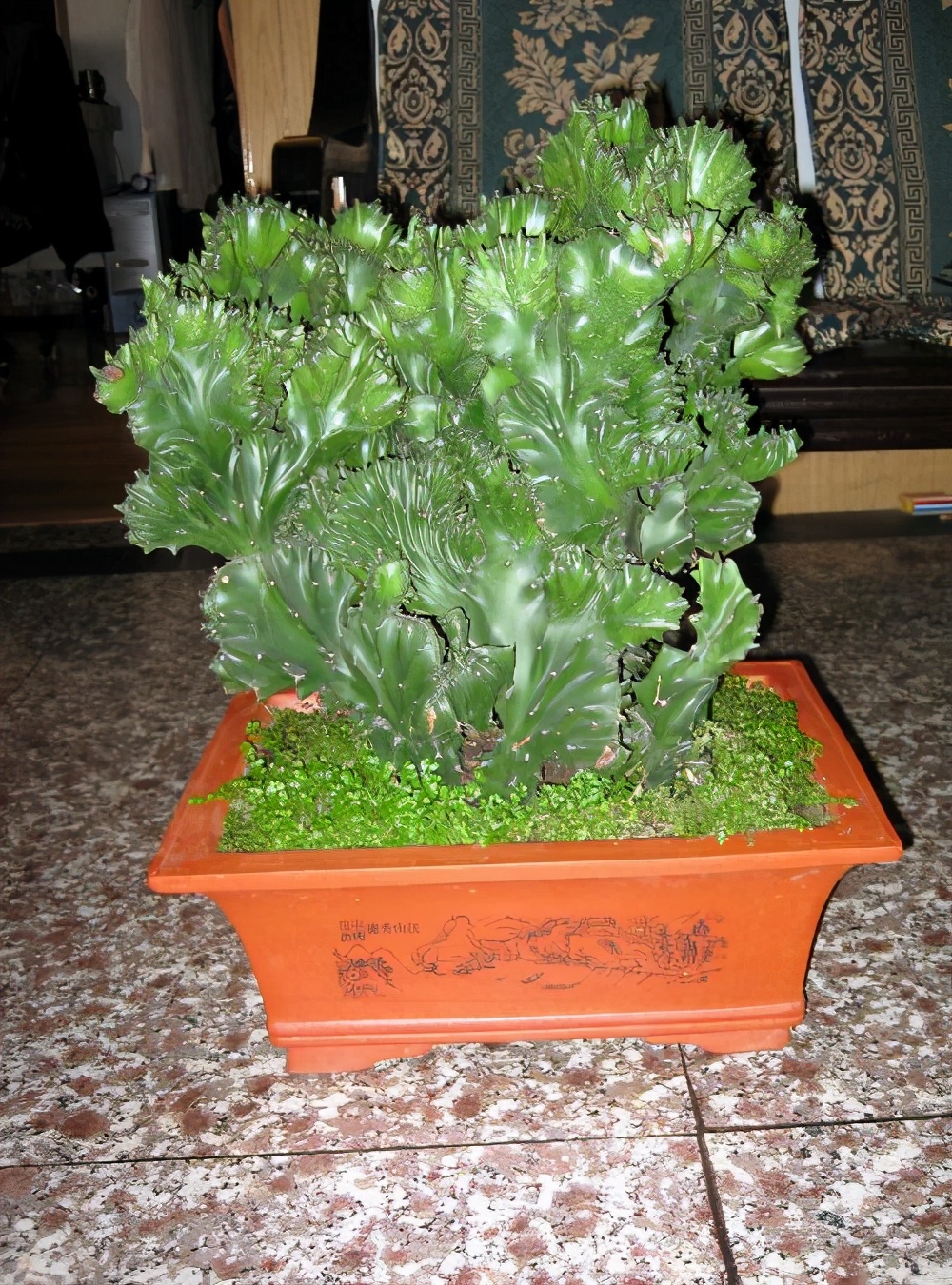 我刚买的玉麒麟怎么养小技巧精心整理