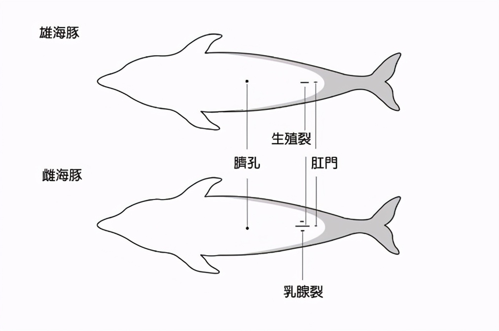 藤壶解剖图图片