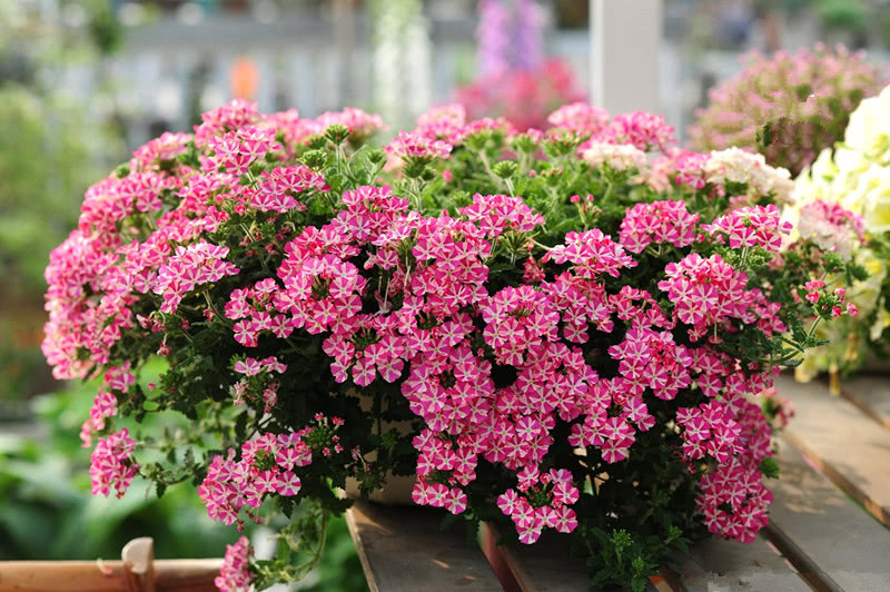 养好"美女樱",只要勤浇水勤修剪,不是在爆花就是在爆花的路上