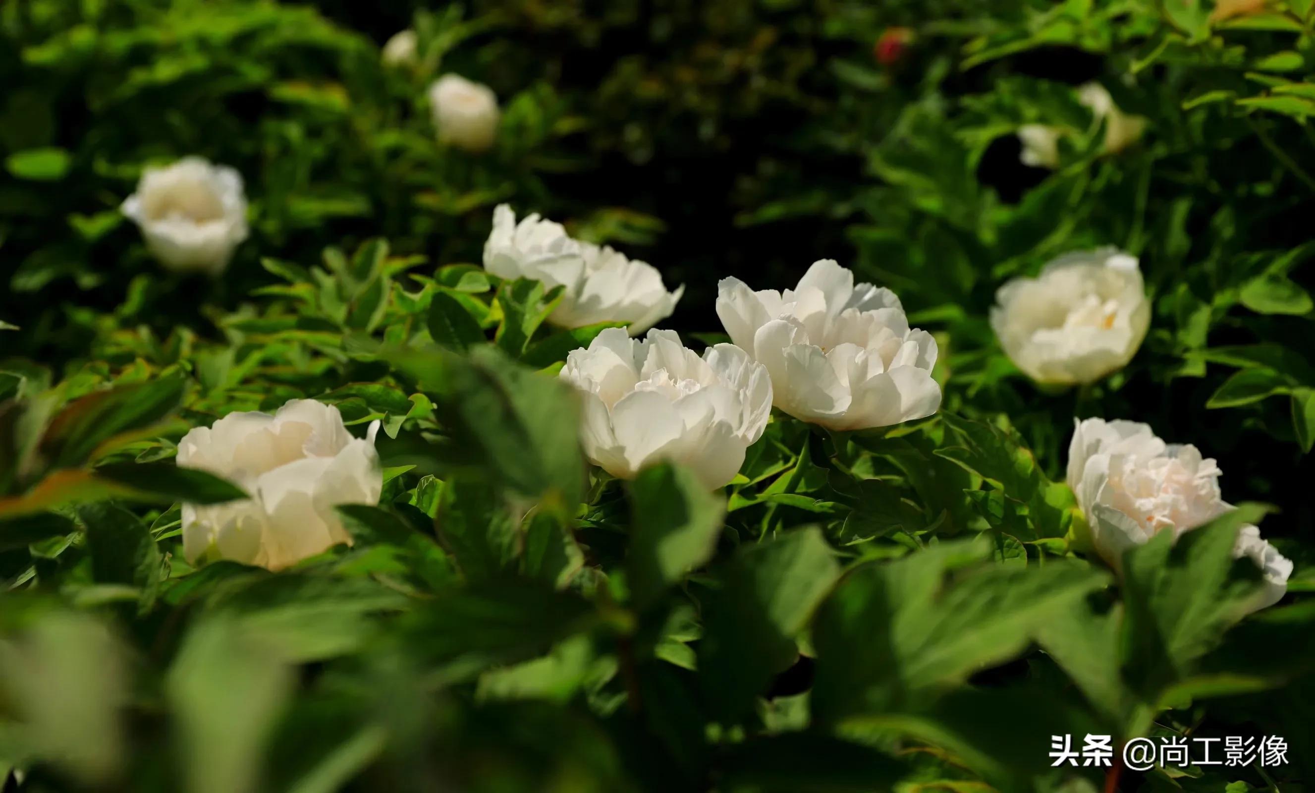 惟有牡丹真国色，花开时节惹人醉