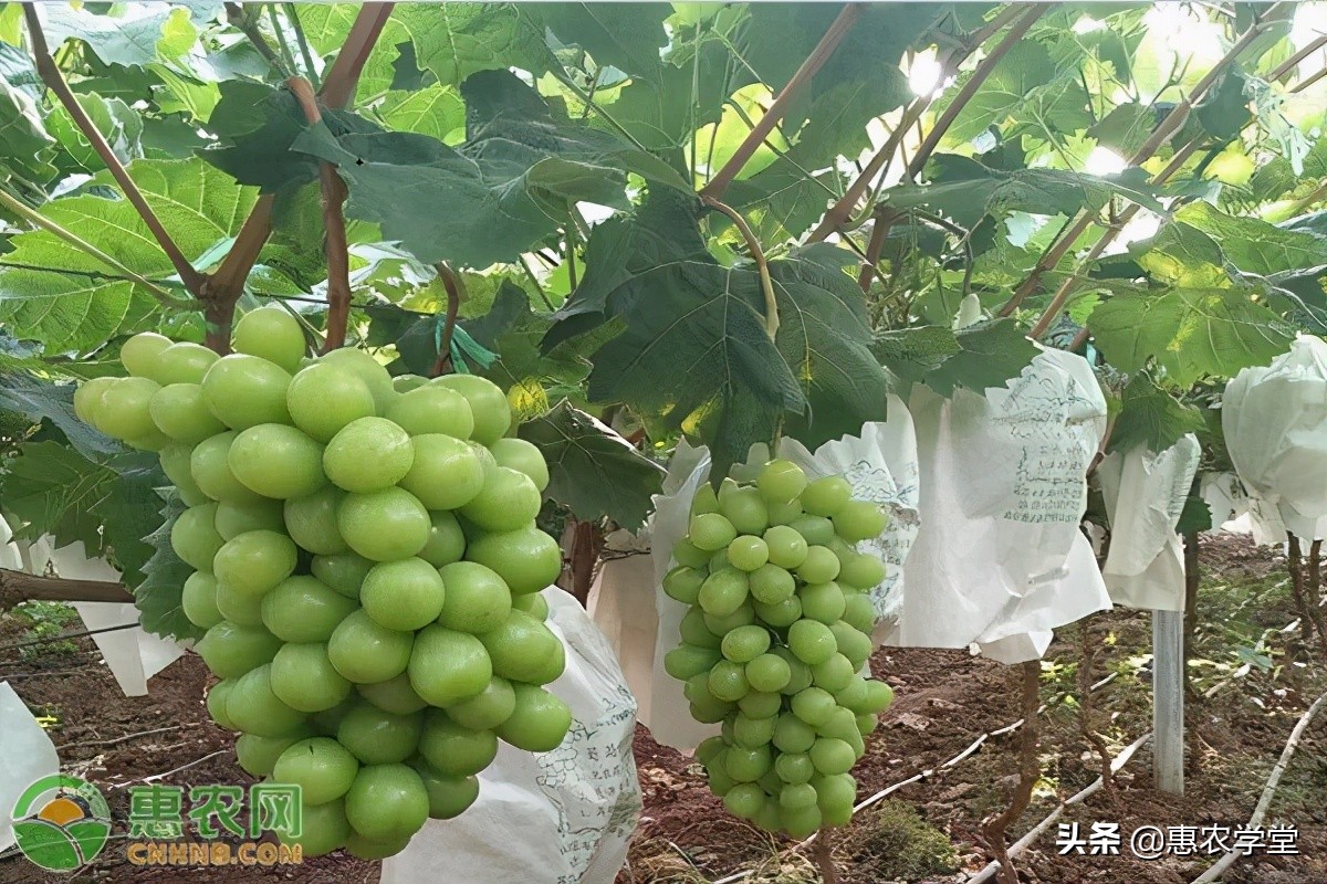 这种日本进口的优质葡萄，肉质醇厚，口感香甜，市场售价昂贵