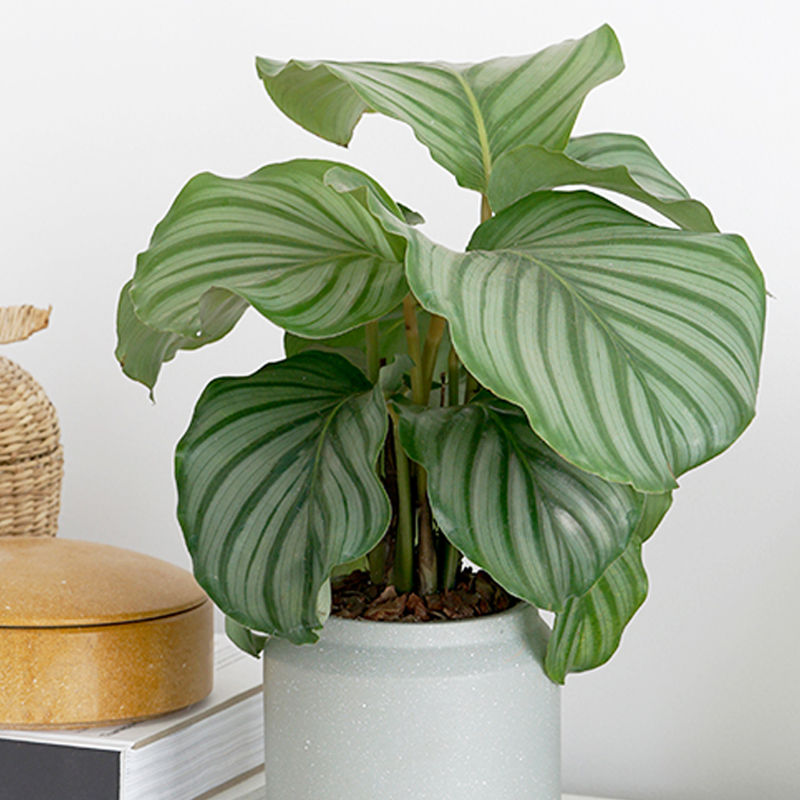 叶色圆润丰盈的圆叶花卉,青苹果竹芋这么养护,清新怡人悠然静谧