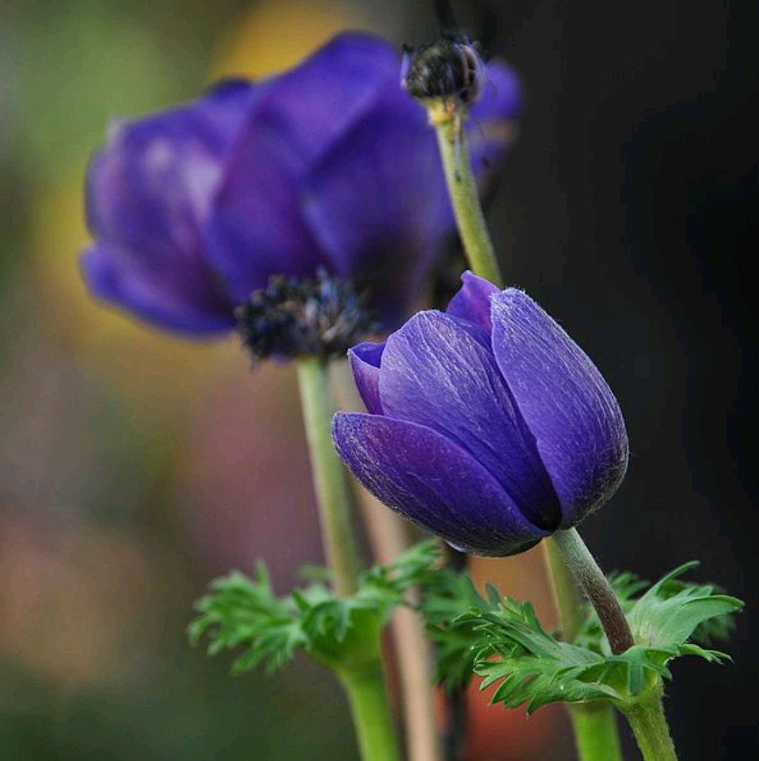 紫色花有哪些（2７种不同品类紫色鲜花大盘点）