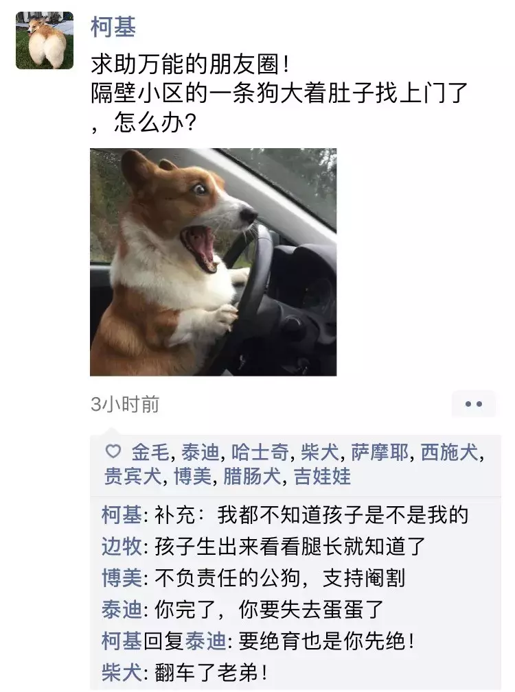 如果狗狗会发朋友圈，是什么样子？