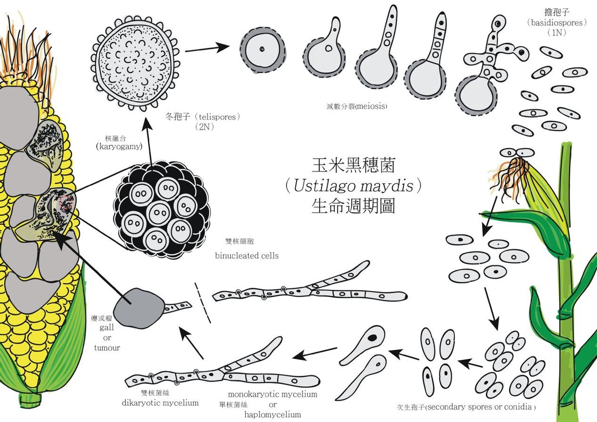 玉米上长出的“瘤状物”，能卖出高价，有人却直接当垃圾扔掉？