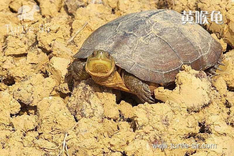 乌龟的肢体语言-龟谷鳖老来讲述
