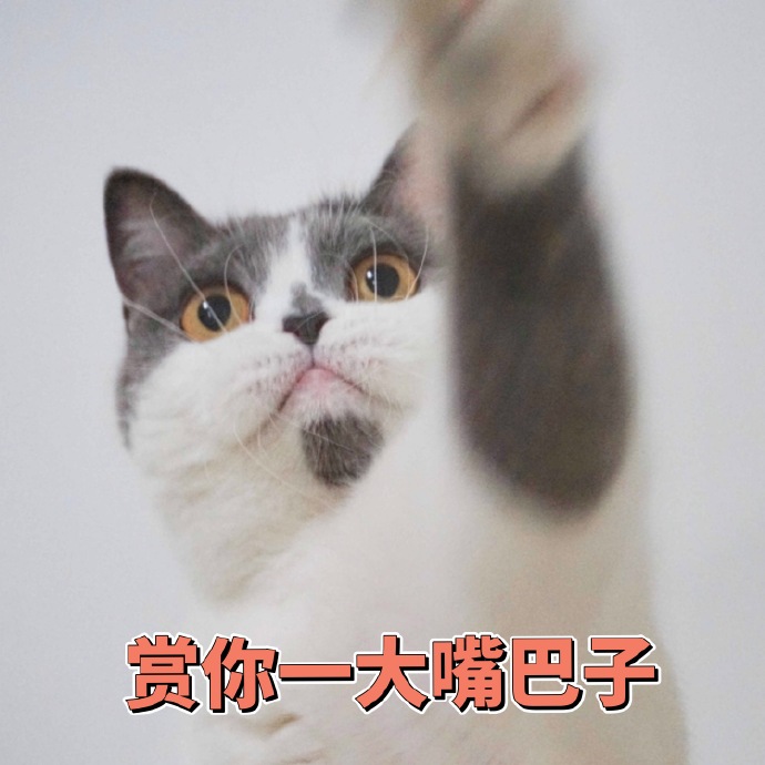 猫咪表情包：你的良心不会痛吗