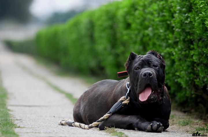 卡斯罗犬的优点和缺点（卡斯罗惨遭嫌弃的原因）