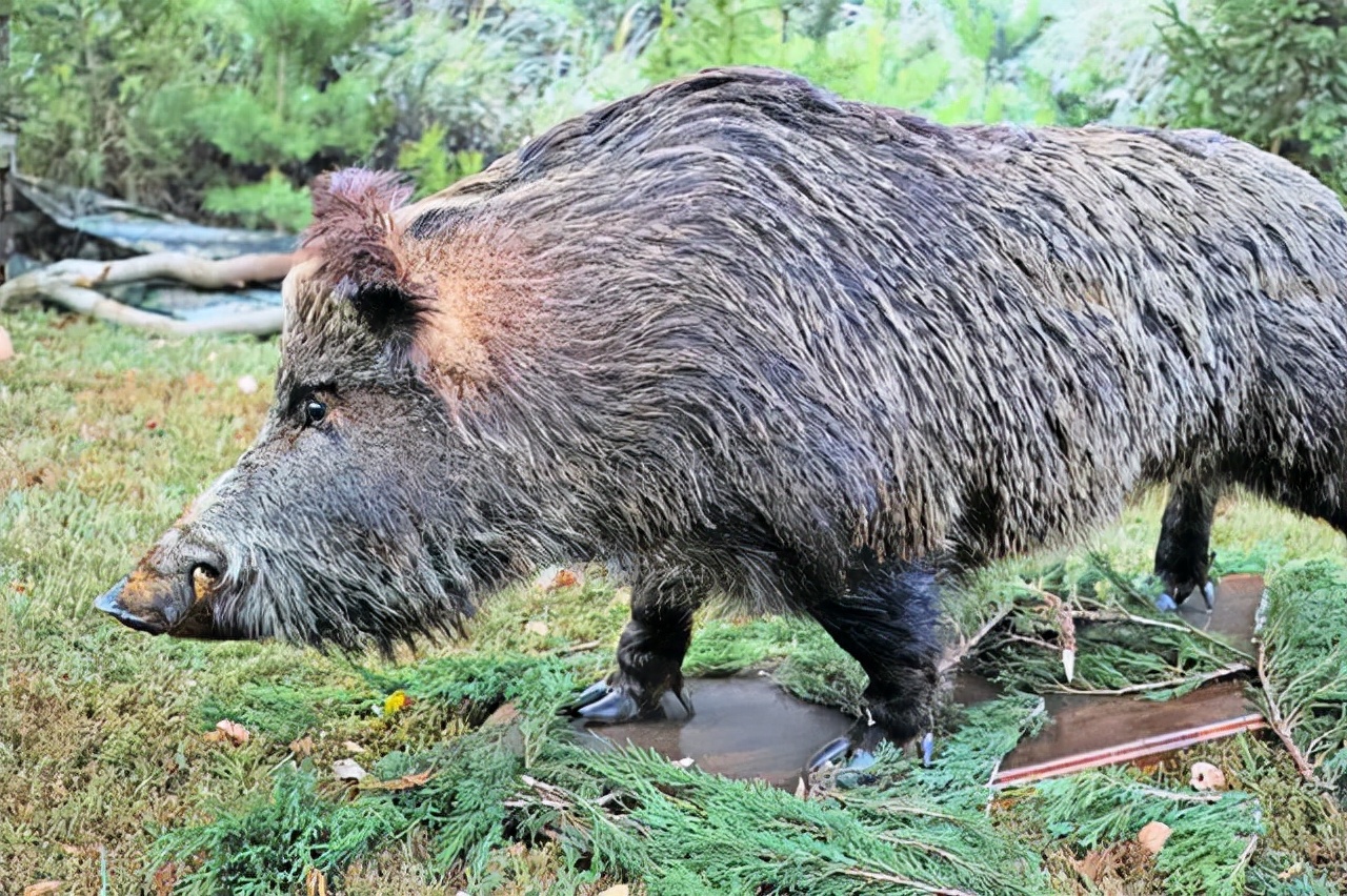狼咬死野猪崽送到狐窝,狐却把猪崽送给母狼,于是猪狼大战爆发