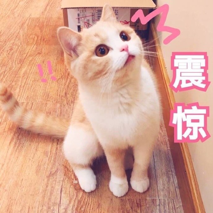 猫咪表情包合集我太难了