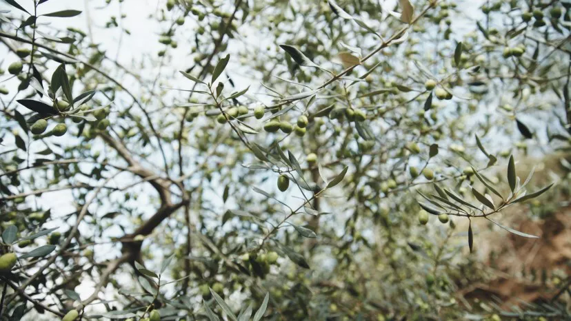 《上新吧!山川湖海》开播 世界美食走近「寻常百姓」