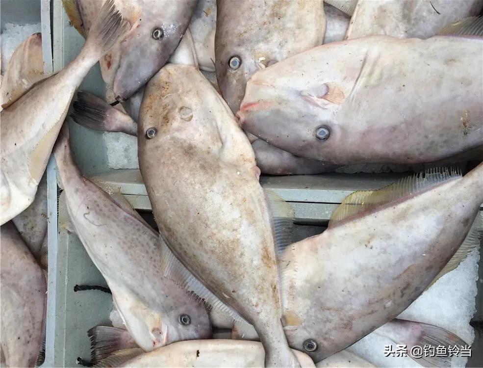 老鼠鱼学名叫什么(这种鱼需要去头和剥皮,以前根本