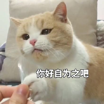 猫咪威胁表情包｜你说完了没有