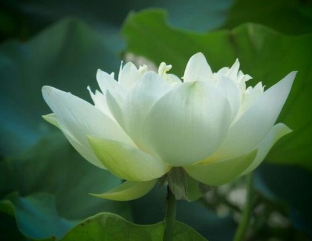 富贵莲:养一盆花香四溢的富贵莲,代表着富贵与吉祥