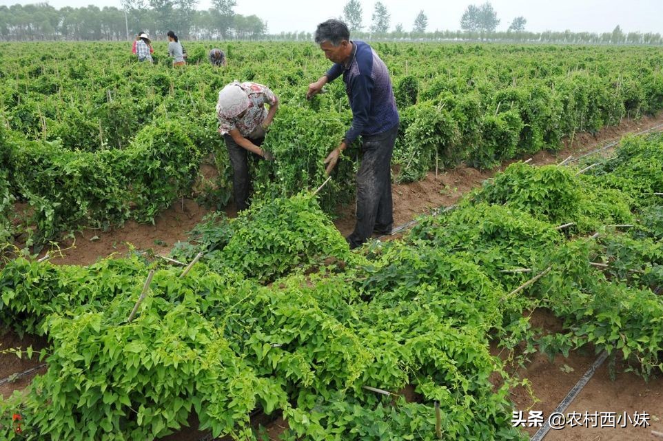 山药种植方法和时间（干货分享山药的种植小窍门）