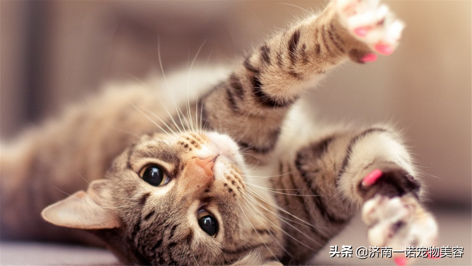 天呀！宠物居然有这么可怕的寄生虫，该如何给宠物进行驱虫呢？