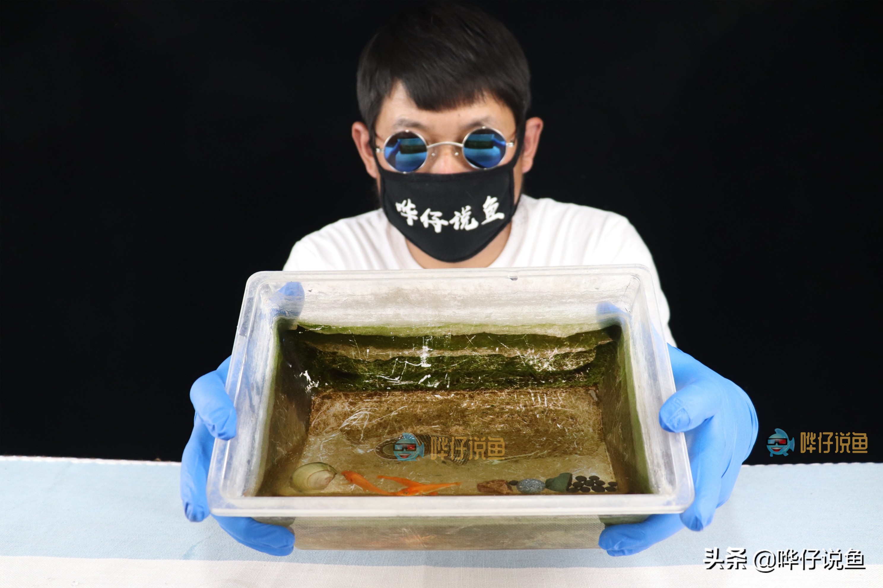 如何让褐藻从鱼缸里彻底消失？完全消失没办法，成功压制有妙招