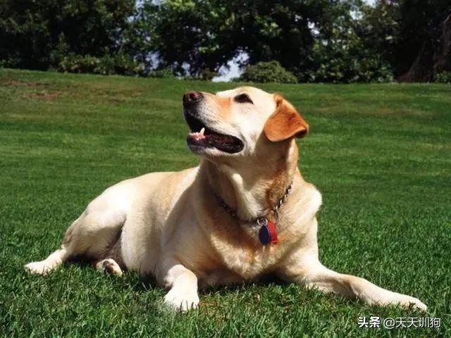打猎什么狗嗅觉最好！十大优秀嗅觉猎犬