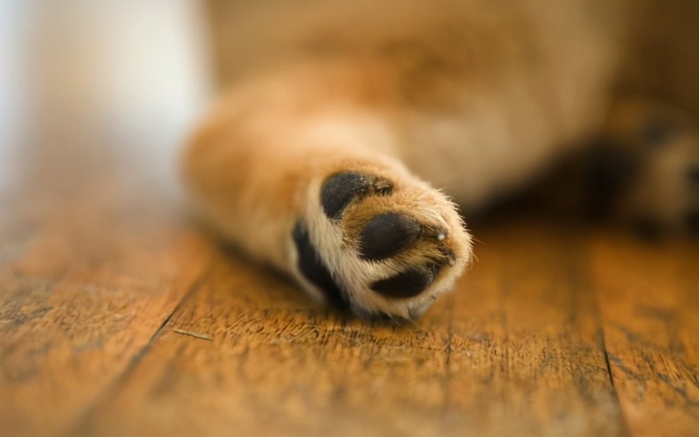 犬的二十脚趾照片图片