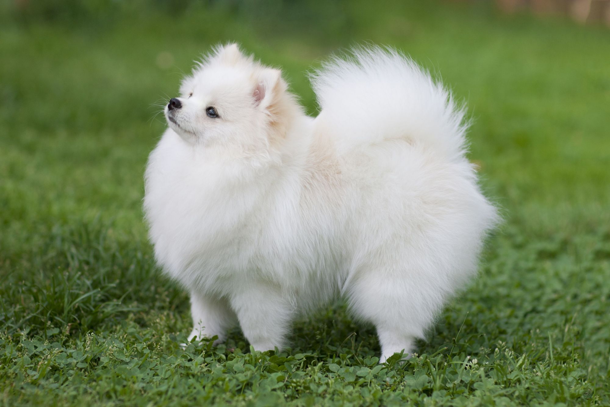 白色狗狗种类图片图片