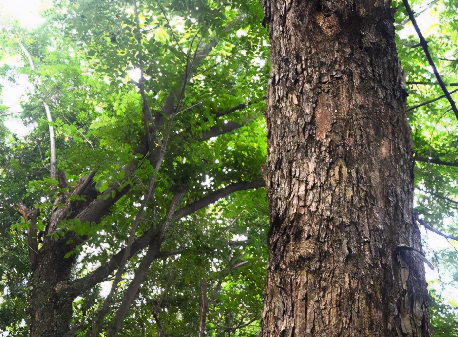 柘木树图片(上百年才成材) - 赤虎壹号