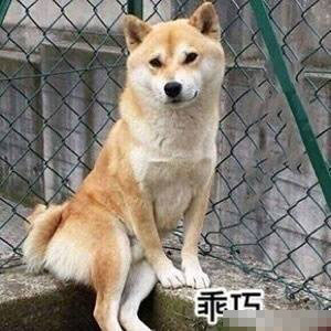 柴犬贱贱表情包18张