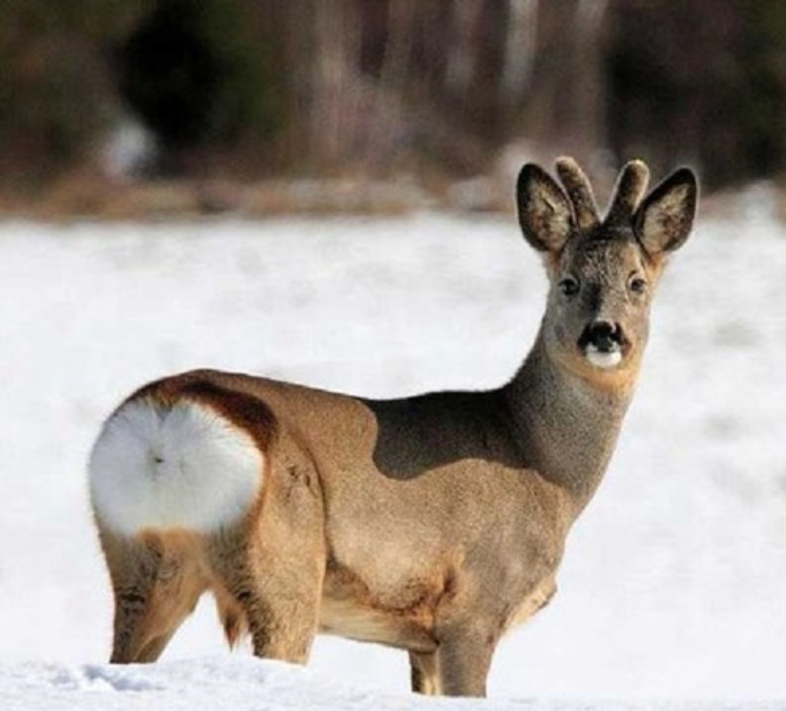 东北第一神兽"傻狍子",到底有多傻?凭一己之力成"保护动物"