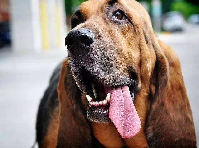 世界上最好的追踪犬——寻血猎犬