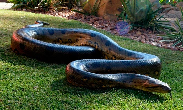 世界上最大的10种动物——体型惊人