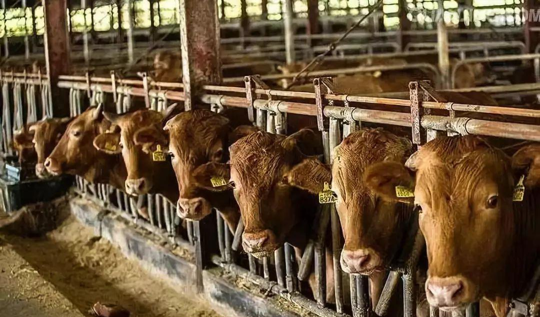 飼料攪拌機(jī)整體行業(yè)發(fā)展現(xiàn)狀分析