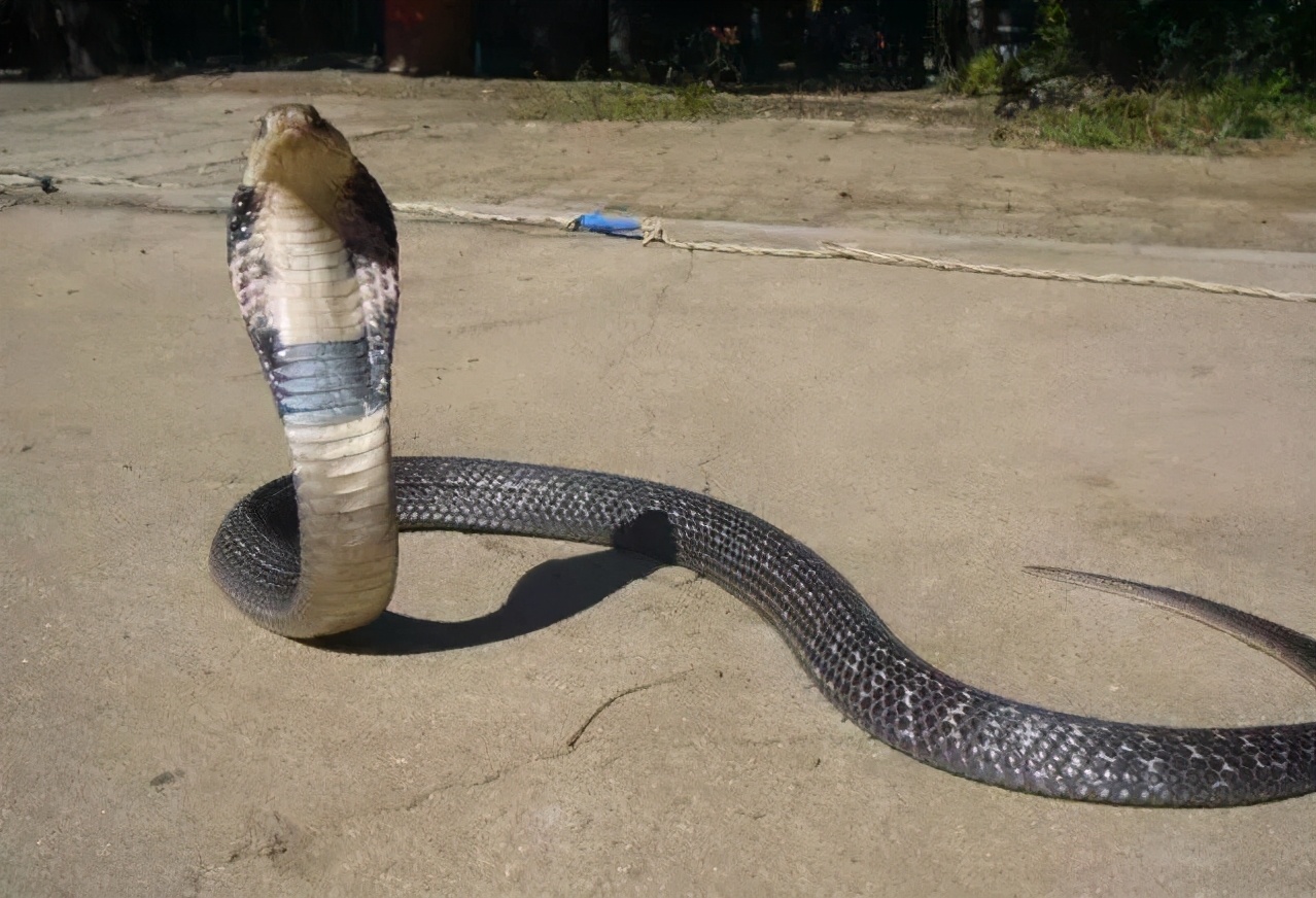 四川3米长眼镜王蛇进家偷鸡,为国家二级保护动物,被咬了怎么办