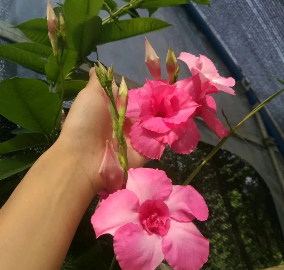怎么养才会开花不断(怎么养才会开花不断叶)