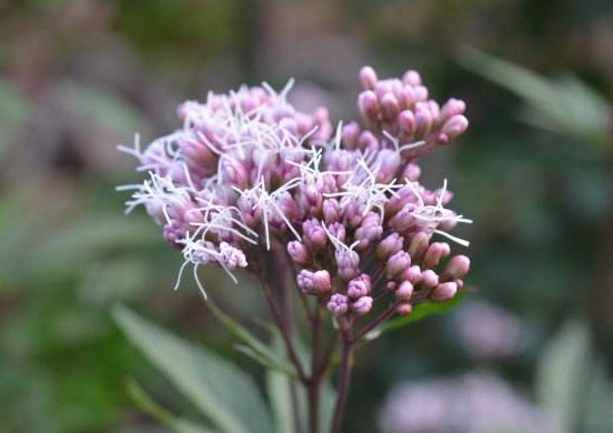 《本草精荟》:化湿解暑:佩兰的功效与应用