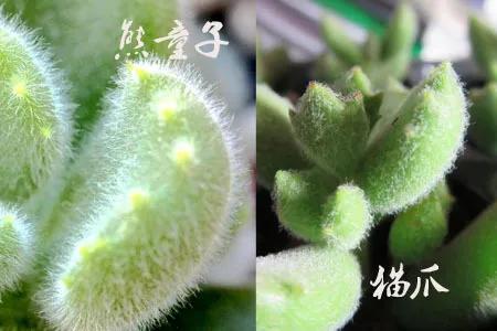 多肉植物呀丨多肉植物种类品鉴,景天专场(一)